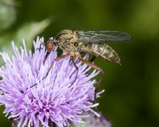 Empis livida - Dance fly